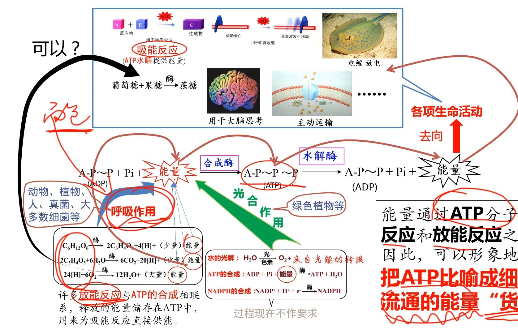 PAB和ATP的区别 atpadpamp之间的关系图 