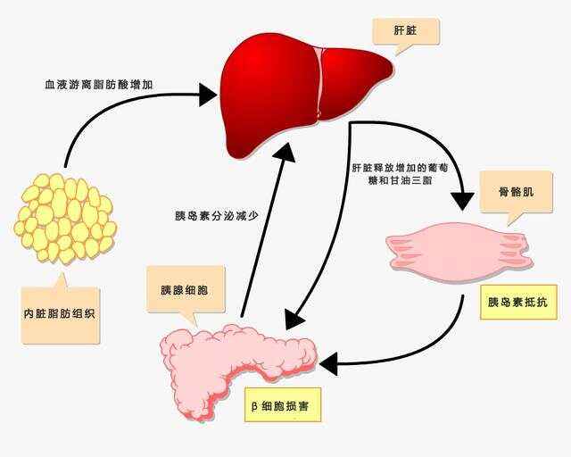 who喝cdc区别 who和cdc的区别 