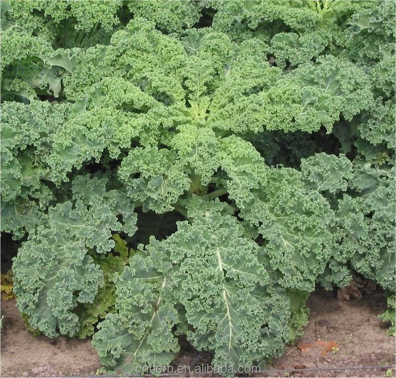turnip和cabbage的区别 turnaround和turnback有什么区别呢 