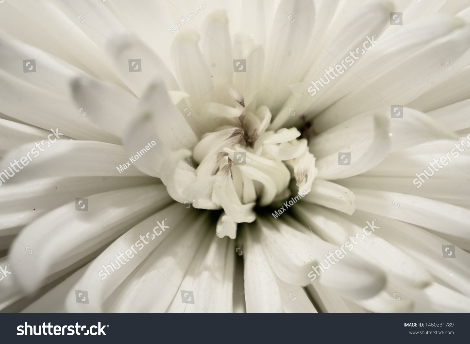 flower和floral的区别 flower和flour的英语发音怎么区别 